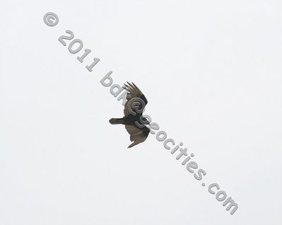 IMG_9468a.jpg