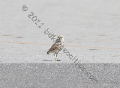 IMG_9416a.jpg