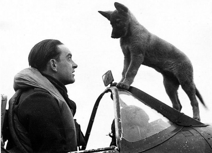 Belgian and a Spitfire.jpg