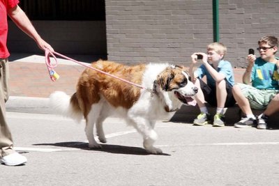St Bernard.jpg